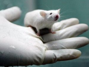 Стресс вызывает генетические изменения у потомства еще до рождения